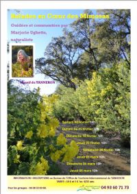 Balades commentées au Cœur des Mimosas avec Marjorie Ughetto, naturaliste.. Du 3 février au 8 mars 2018 à TANNERON. Var.  10H00
